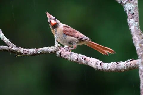 FCardinal2 Stock Photos