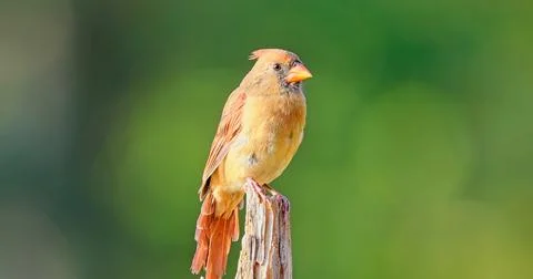 FCArdinalonTop Stock Photos