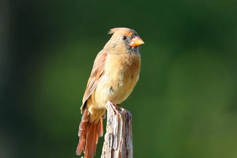 FCardinalonTreetop Stock Photos