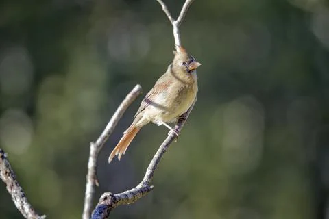 FCardinalPerched Stock Photos