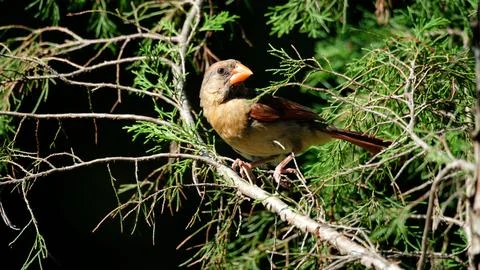 FCardonCedar Stock Photos