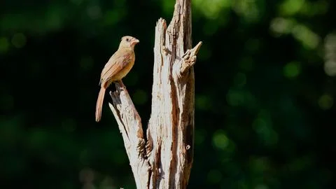 FCardonTree Stock Photos