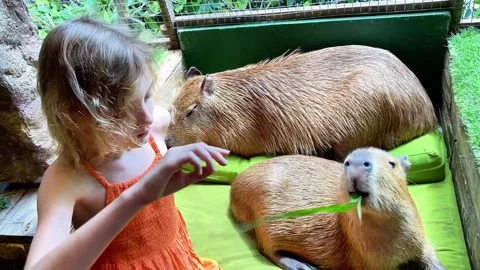 FE7F59A3-8D19-4B65-BC32-D18FDC69C2BB 스톡 동영상 332393952