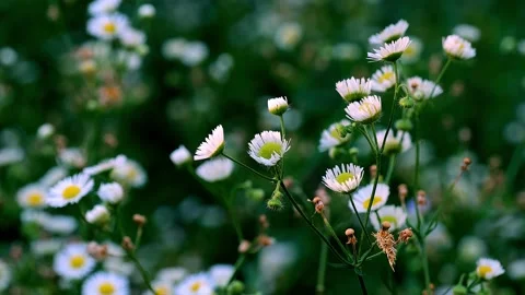 Feabane or daisy blossoms in closeup handheld clip, Stock Footage 146821324