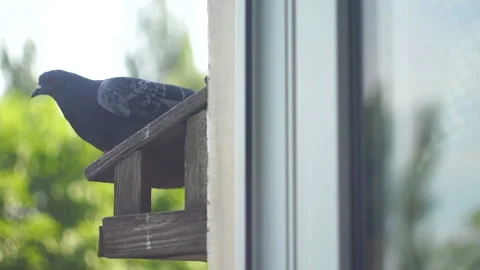 Feading pigeon Stock Footage 141382651