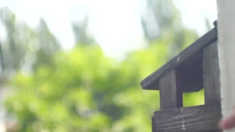 Feading pigeon Stock Footage 141382800