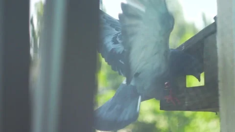 Feading pigeon Stock Footage 141382967