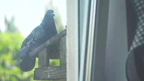 Feading pigeon Stock Footage 141383024