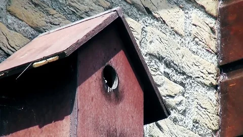  Feading Tomtit from outside the nestbox Stock Footage 83261855