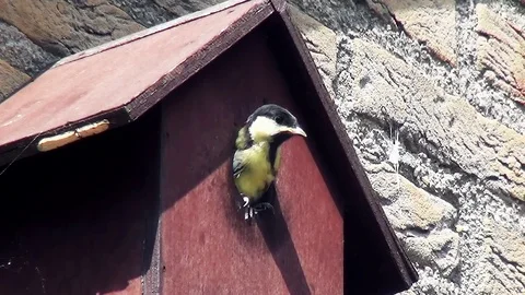 Feading Tomtit from outside the nestbox Stock Footage 83261881