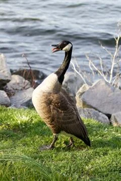 Fear of a Canada goose Foto stock