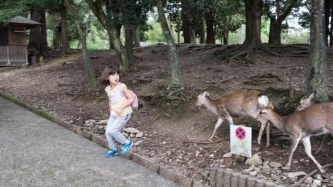 A fear from the deer Stock Photos