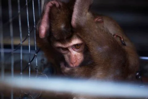 The fear filled monkey eyes colored Stock Photos