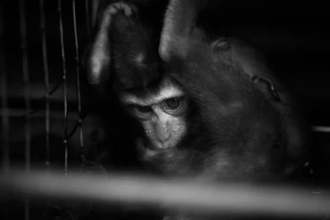 The fear filled monkey eyes  Stock Photos