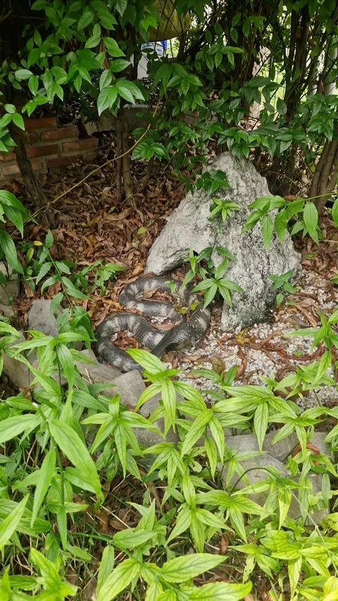 Fear  of a snake that looks like it's alive Stock Footage 308885233