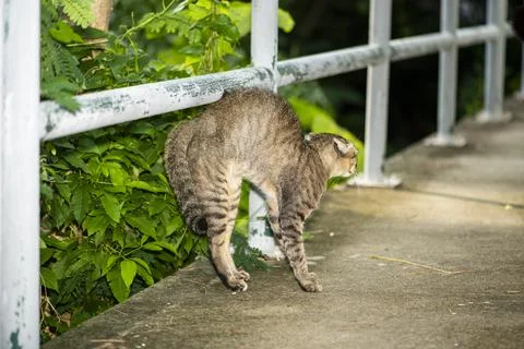 Fear ticked try to threatening some one on side walk Foto stock