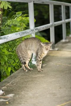 Fear ticked try to threatening some one on side walk Stock Photos