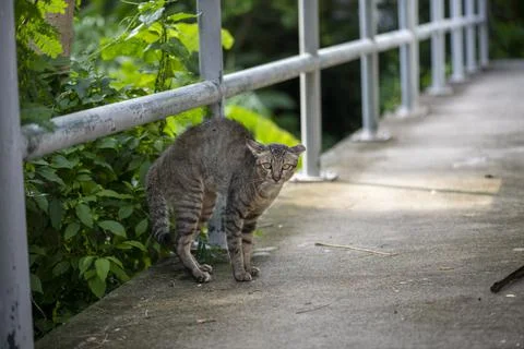 Fear ticked try to threatening some one on side walk Stock Photos