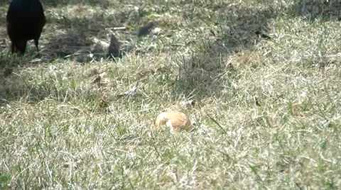 Fearful Bird Eating 스톡 동영상 65745962