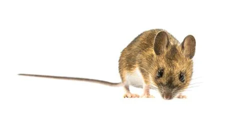 Fearful mouse isolated on white background Stock Photos