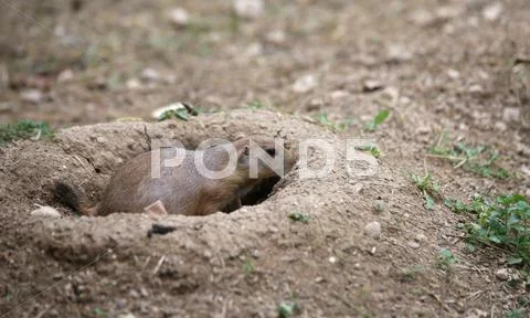 Fearful prairie dog goes inside its burrow dug in the sandy Stock Photos