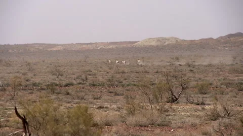 Fearful Wild Kulan  Stock Footage 60114112