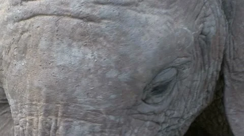 FEARFULL ELEPHANT Video stock 20592326