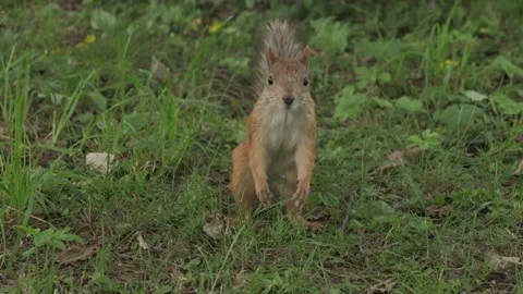 Fearless cute squirrel in the park looking straight at the camera Stock Footage 143544098