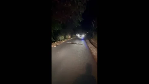 Fearless driver removes a python that blocked the road for tourists in Bali,... 스톡 동영상 247506920