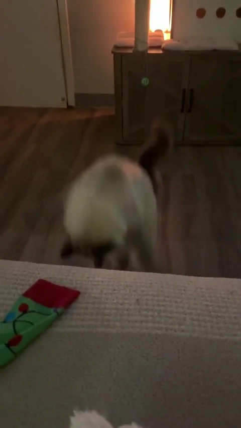 Fearless Floof Encounters a Piece of Paper, New Hampshire, USA - 12 Nov 2025 Video stock 321149342