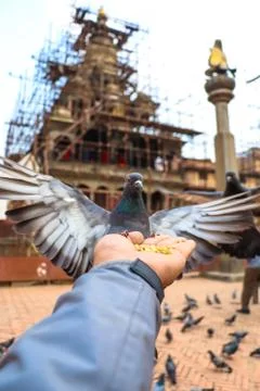 Fearless pigeon Stock Photos
