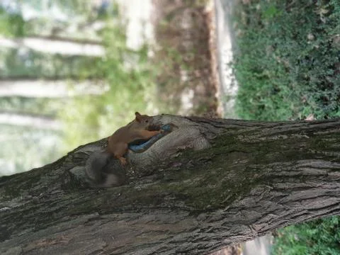 Fearless squirrel Stock Photos