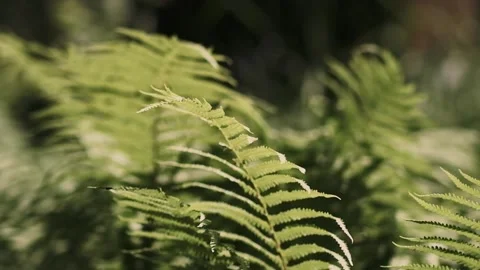 Fearn leaves in the wind Stock Footage 209628871