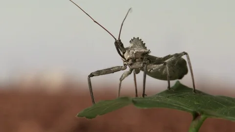 This fearsome bug is an assassin bug, in a cotton field, 4K Stock Footage 113766699