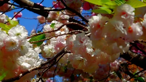 Feast of flowers: Stockbeeldmateriaal 80149836