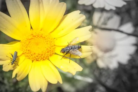 Feast insects pollen Stock Photos