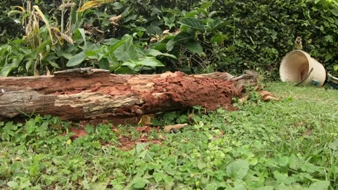 Feast on the Log: Crested Barbet Dining on Termites Stock Footage 274894252