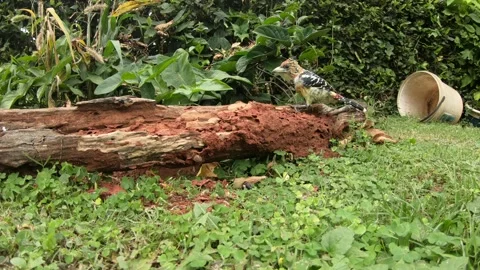 Feast on the Log: Crested Barbet Dining on Termites Stock Footage 274894310
