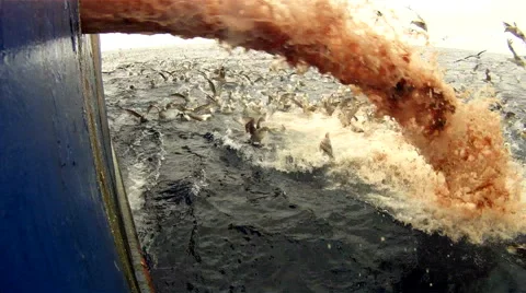 Feast of seagulls during emission of fish waste from the ship. GoPro Stock Footage 62017289