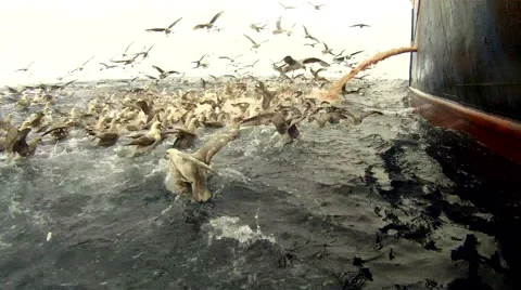 Feast of seagulls during emission of fish waste from the ship. GoPro Stock Footage 62017291