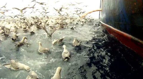 Feast of seagulls during emission of fish waste from the ship. GoPro Stock Footage 62017326