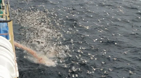 Feast of seagulls during emission of fish waste from the ship. Stock Footage 62017890