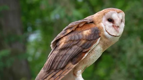 Feasting Barn Owl Raptor Bird, Chomping Beak Biting Meat, Wildlife Nature Bird Stock Footage 293171905