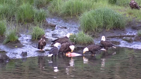 Feasting Eagles, Slow motion , American Bald Eagles Stock Footage 56149565