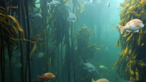 Feasting Fish 3 Stock Footage 212616975