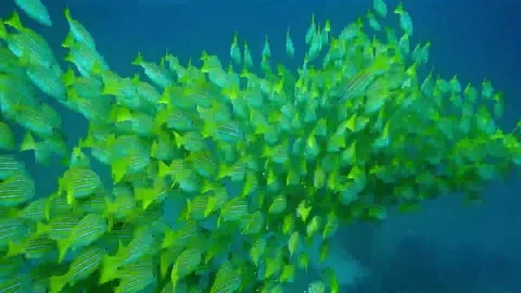 Feasting Fish  Stock Footage 212598189