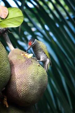Feasting on Jackfruit Stock Photos