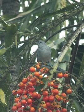 Feasting Sayaca Tanagers Stock-Fotos
