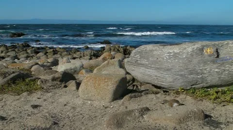 Feasting on Seeds at the Beach Stock-Footage 11883641