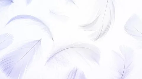 Feather abstract pattern. Nature bird feather texture closeup on white backgr Stock Photos
